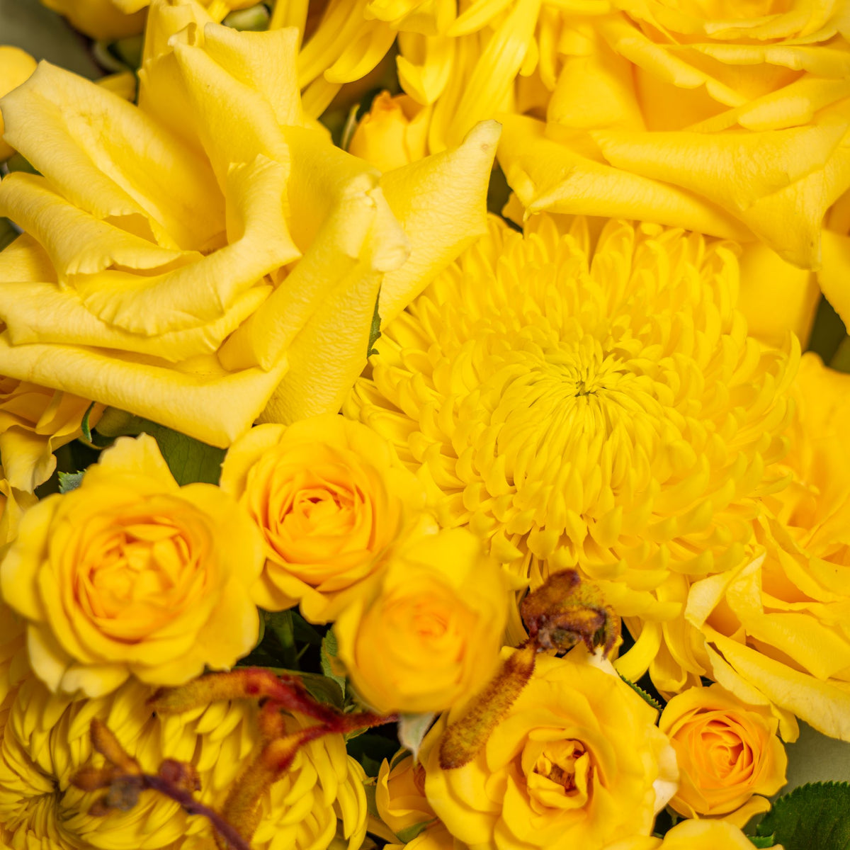 Mimosa Petite Bloom Box